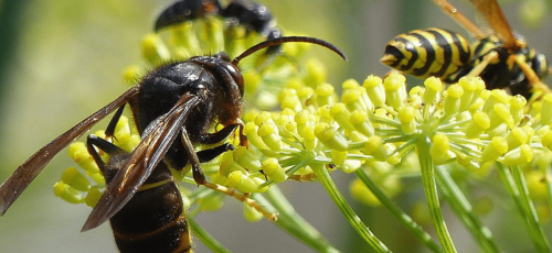 Control de especies invasoras_ La avispa asiática