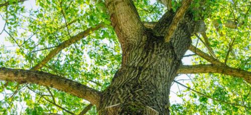 endoterapia vegetal 