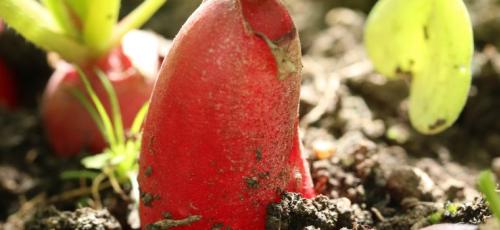 Lucha integrada en el cultivo de subtropicales AGAU14 