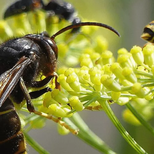 Control de especies invasoras_ La avispa asiática