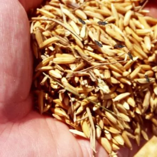 Insectos de productos almacenados (IPAs)