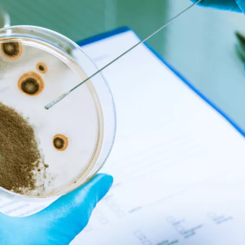 Listeria_ Prevención y control en la industria alimentaria